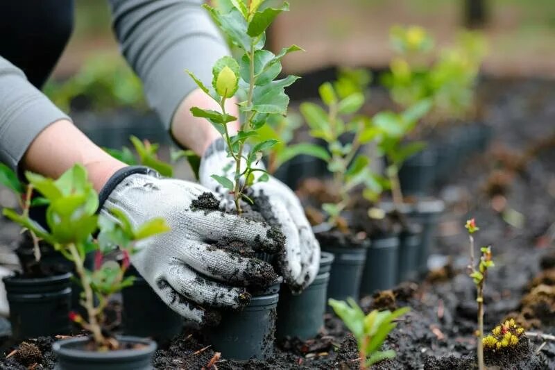 Как выбрать здоровый саженец в питомнике весной: 5 признаков больного растения