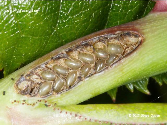 Кладка яиц розанного пилильщика на побеге розы. Фото из открытых источников.