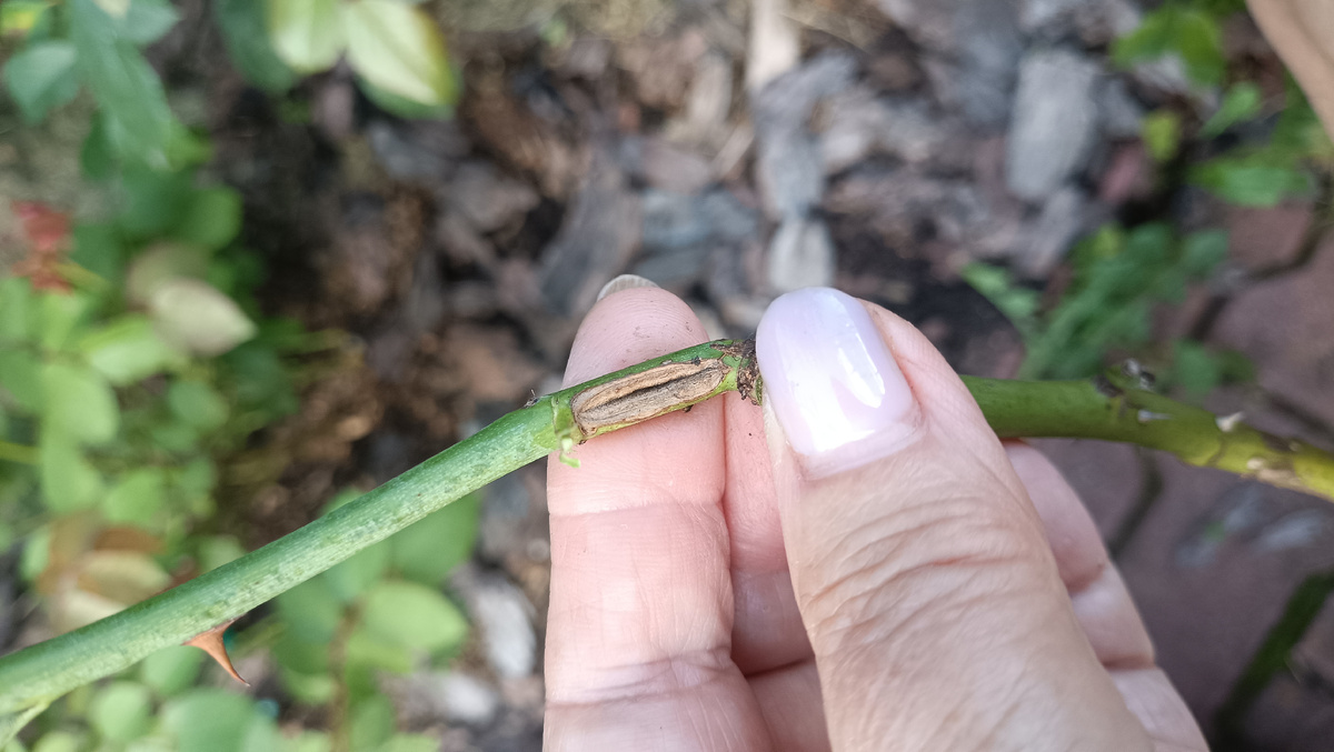 Место на побеге розы, где была кладка яиц розанного пилильщика. Фото автора статьи.