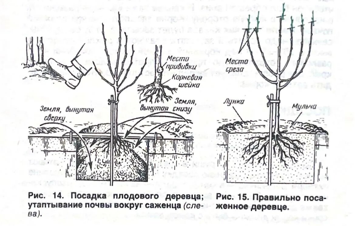 Посадка саженцев плодовых деревьев в марте: пошаговая инструкция