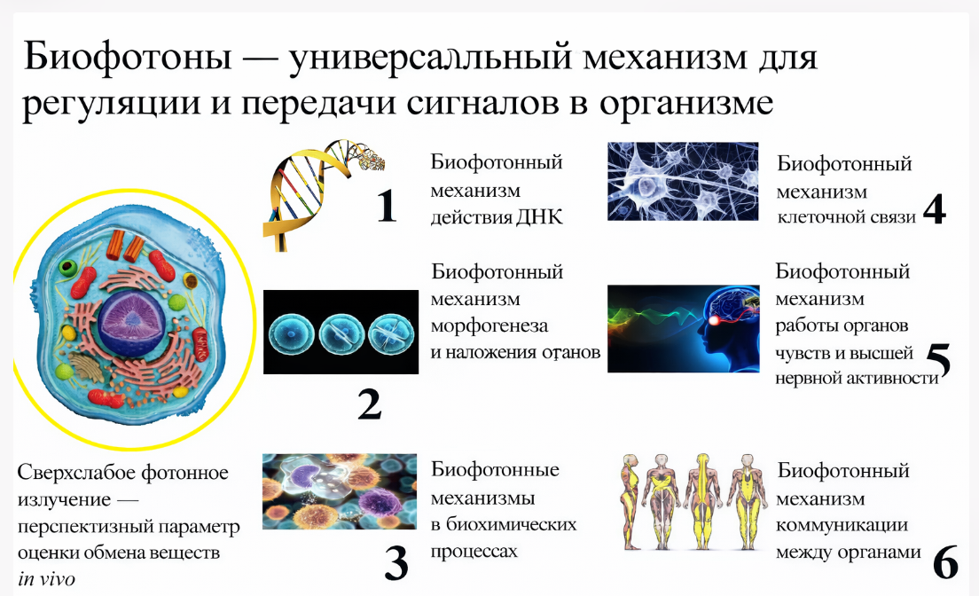 Биофотонные механизмы в организме человека
