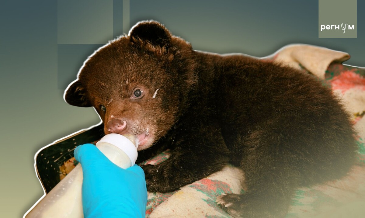     / Источник: Иван Шилов (с) ИА Регнум