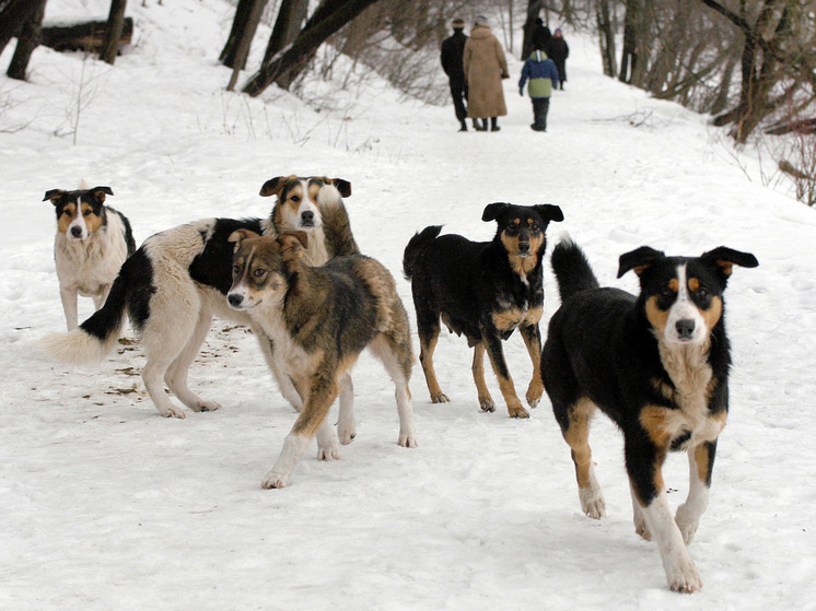   Михаил Ковалев