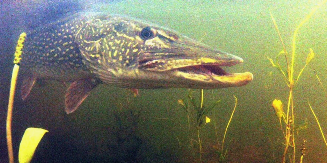 Щука в марте: преднерестовый жор по последнему льду и первой воде