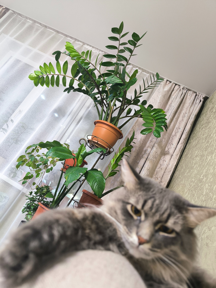 Все фотографии, цветы и кот в статье - авторские))) 