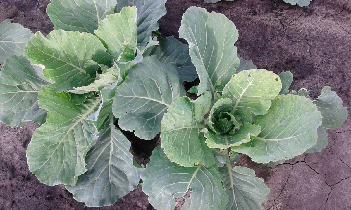 Капуств в огороде