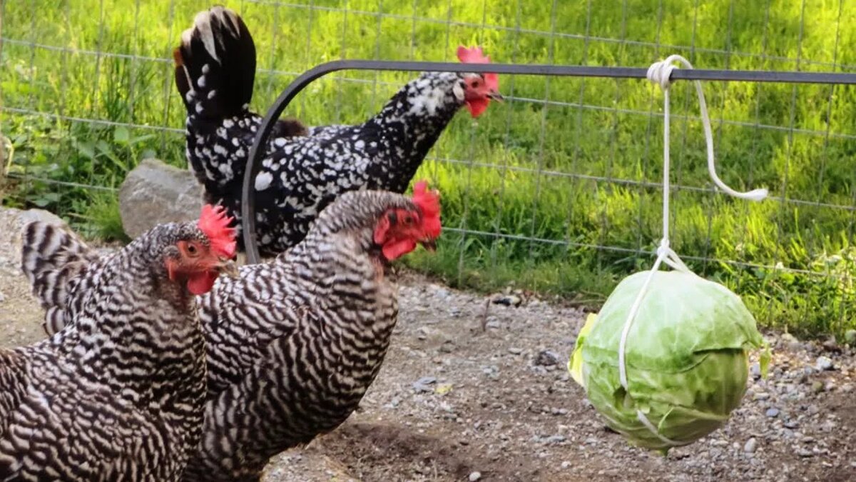 И корм и тренажер