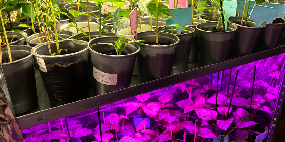 Вот - Самые важные подкормки для рассады томатов, перцев, баклажанов. А ещё, я уже срезаю томаты и в воду