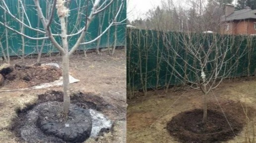 Пересадка взрослого дерева весной: стоит ли рисковать и как сделать это правильно