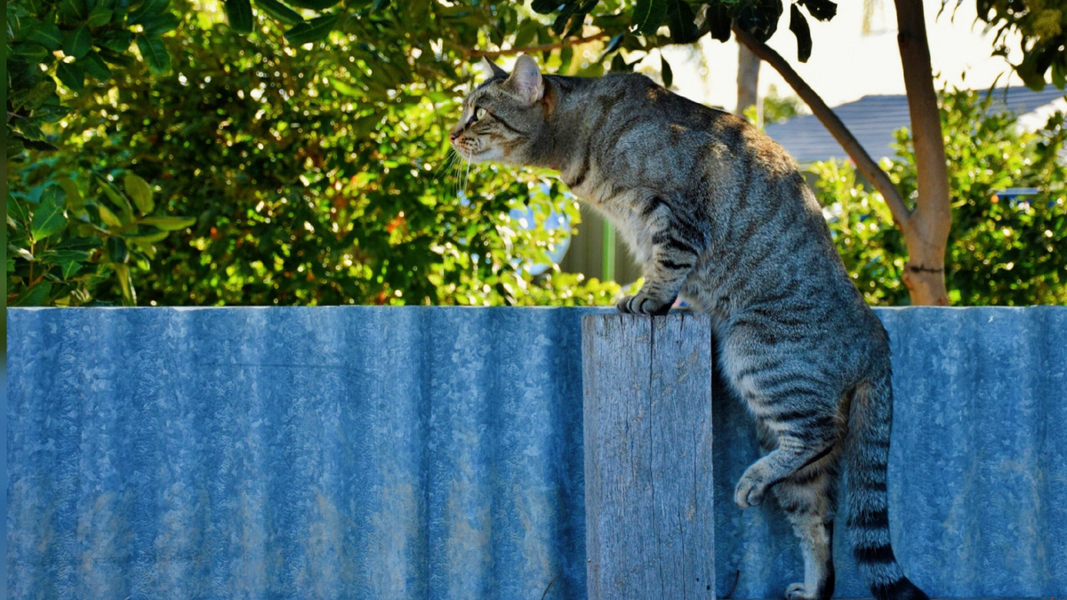 .... и свою крысу в ошейнике привезли!