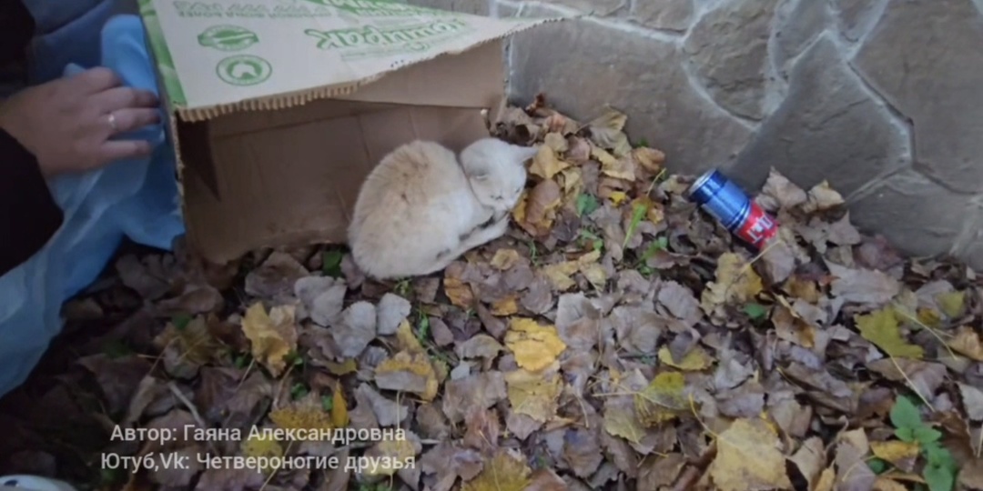 Он тихо умирал под коробкой, а люди проходили мимо и не знали об этом.