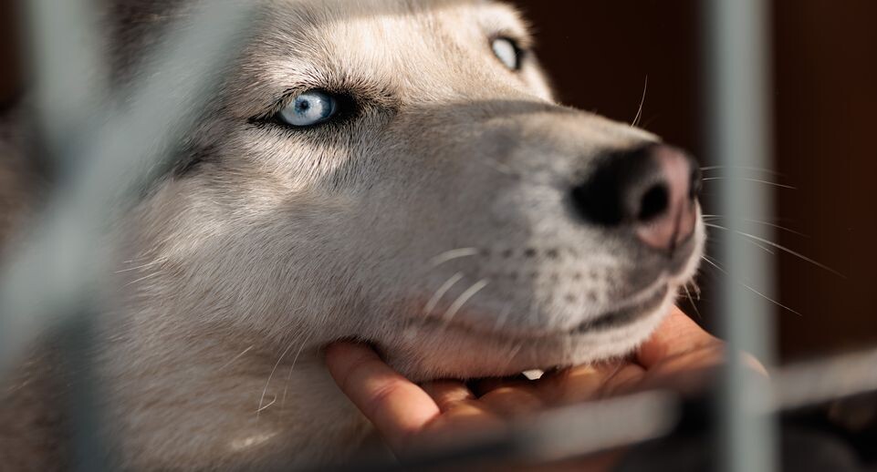    Хаски на оленьей ферме «Бэмби лэнд» в Волоколамском округе / Медиасток.рф