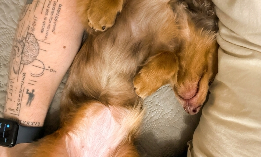 «Собака, баритон и последовательный хозяин»: правда о таксах от бывшего скептика