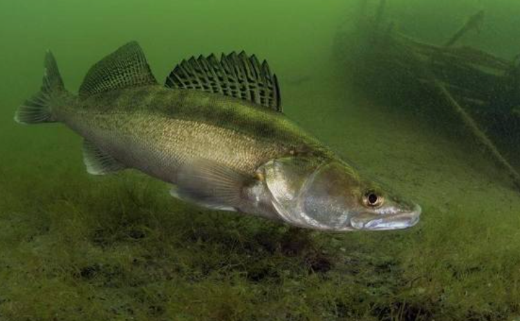 Судак летом: как найти и чем соблазнить клыкастого в жару