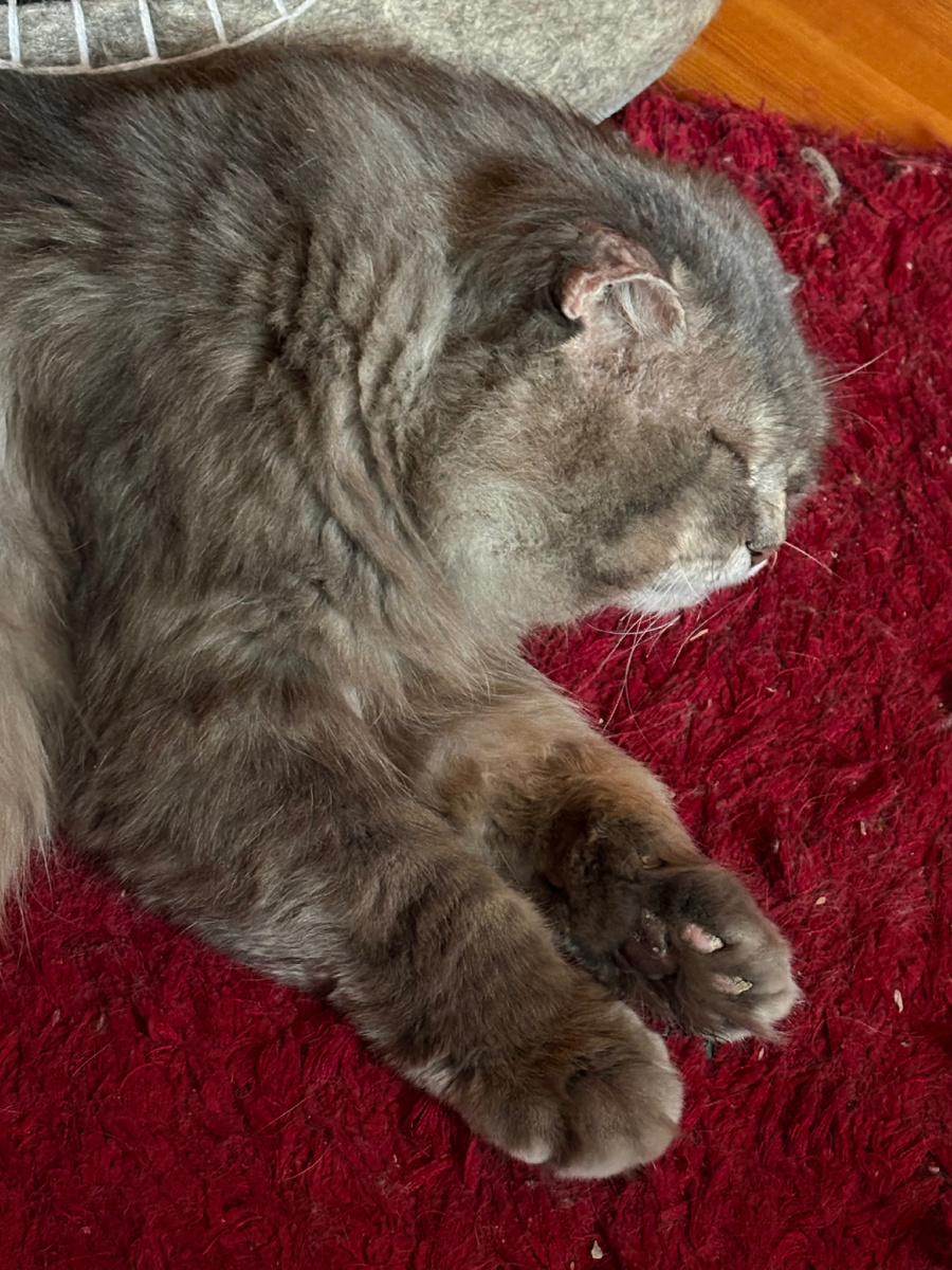 Да ничем я не отличаюсь! Сплю себе, да сплю! Везде фото автора.