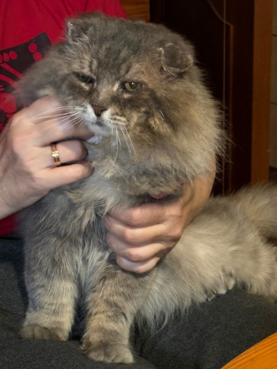 Зато, когда я стал домашним, то даже у Младшей Коши на коленках посидеть могу.