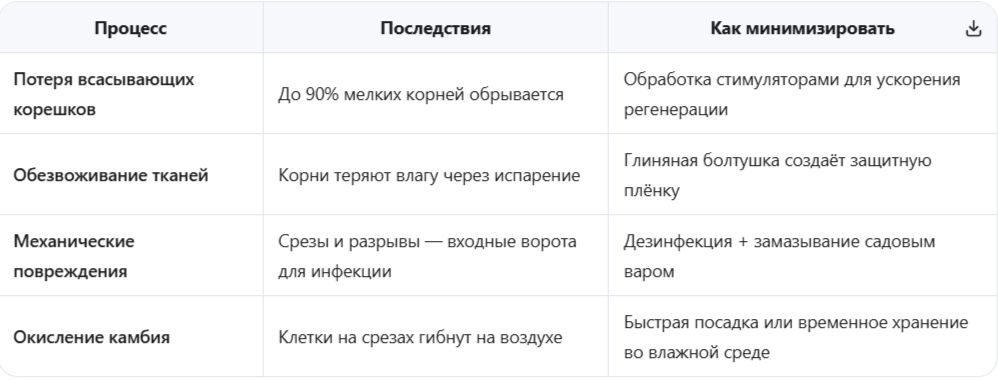 Что происходит с корнями при выкопке и транспортировке