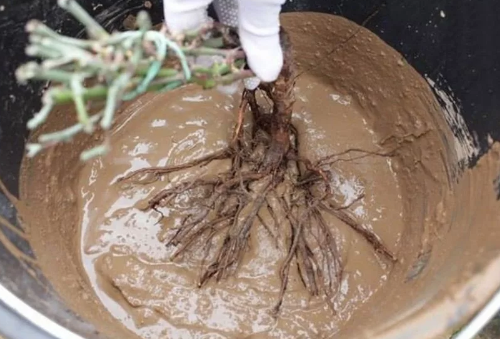 Обработка корней саженцев перед посадкой: глиняная болтушка и стимуляторы роста