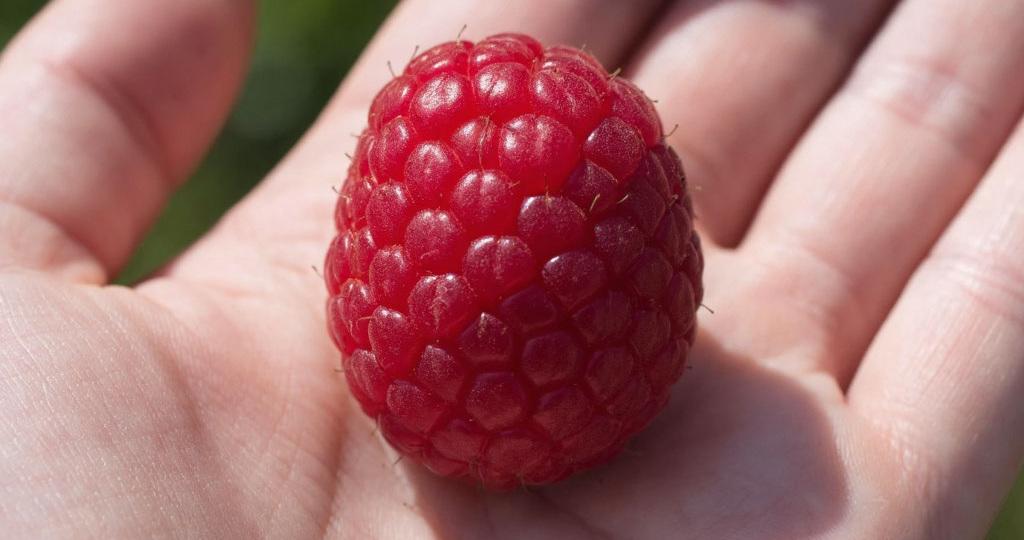 Древовидная малина «Галактика» — очень интересный сорт для Средней полосы России