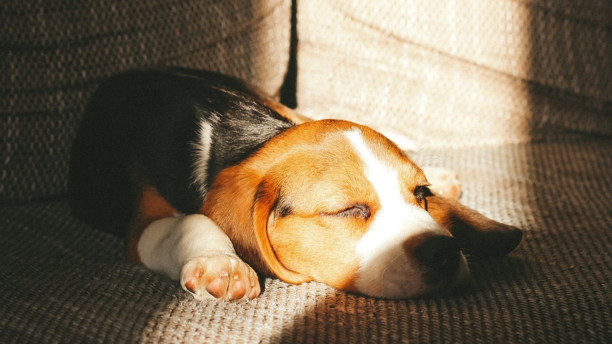    Сухой нос у питомца не всегда признак болезни, но в сочетании с другими симптомами требует внимания