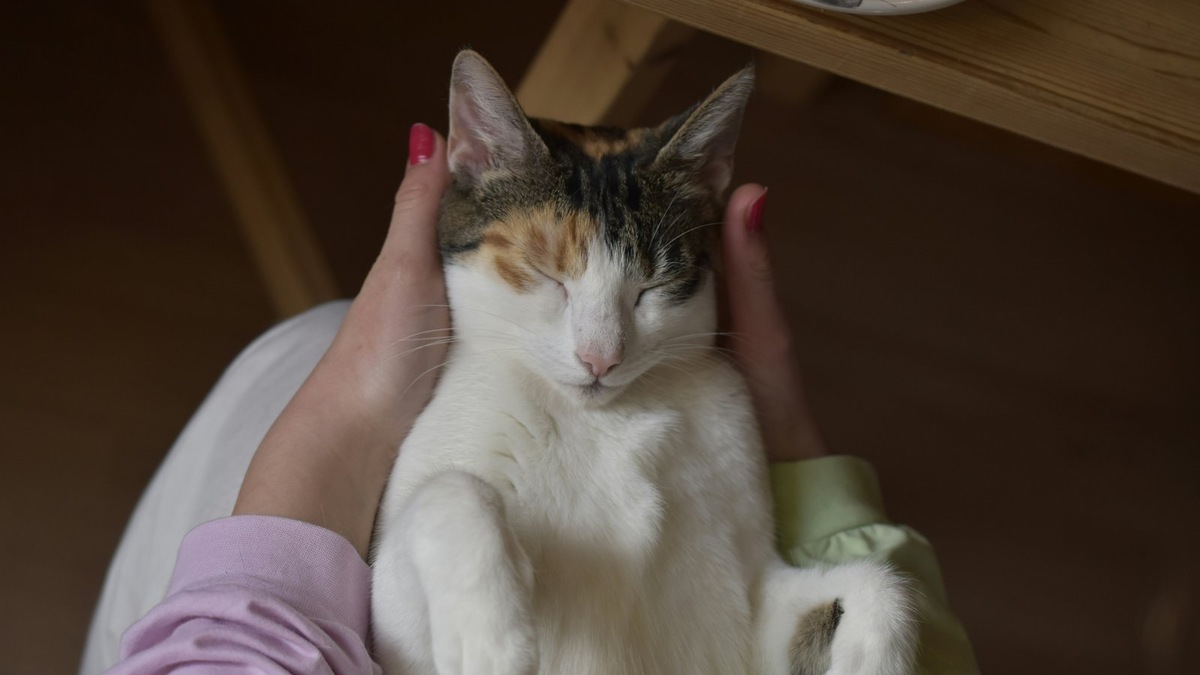    Покой, тепло и обильное питье — безопасная первая помощь до визита к врачу