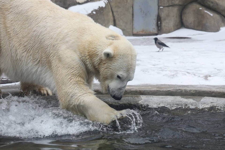    Памятник белому медведю Диксону открыли в Московском зоопарке. Фото: Telegram-канал Московского зоопарка