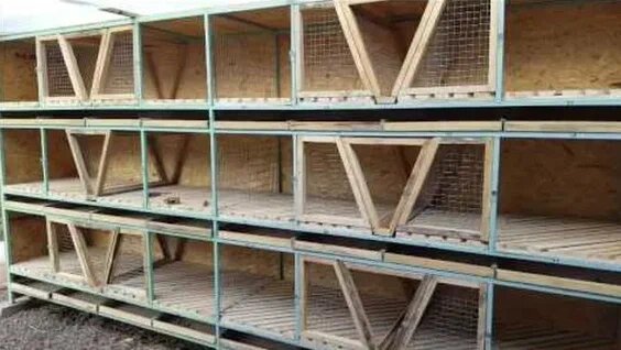 Шеды с кроликами