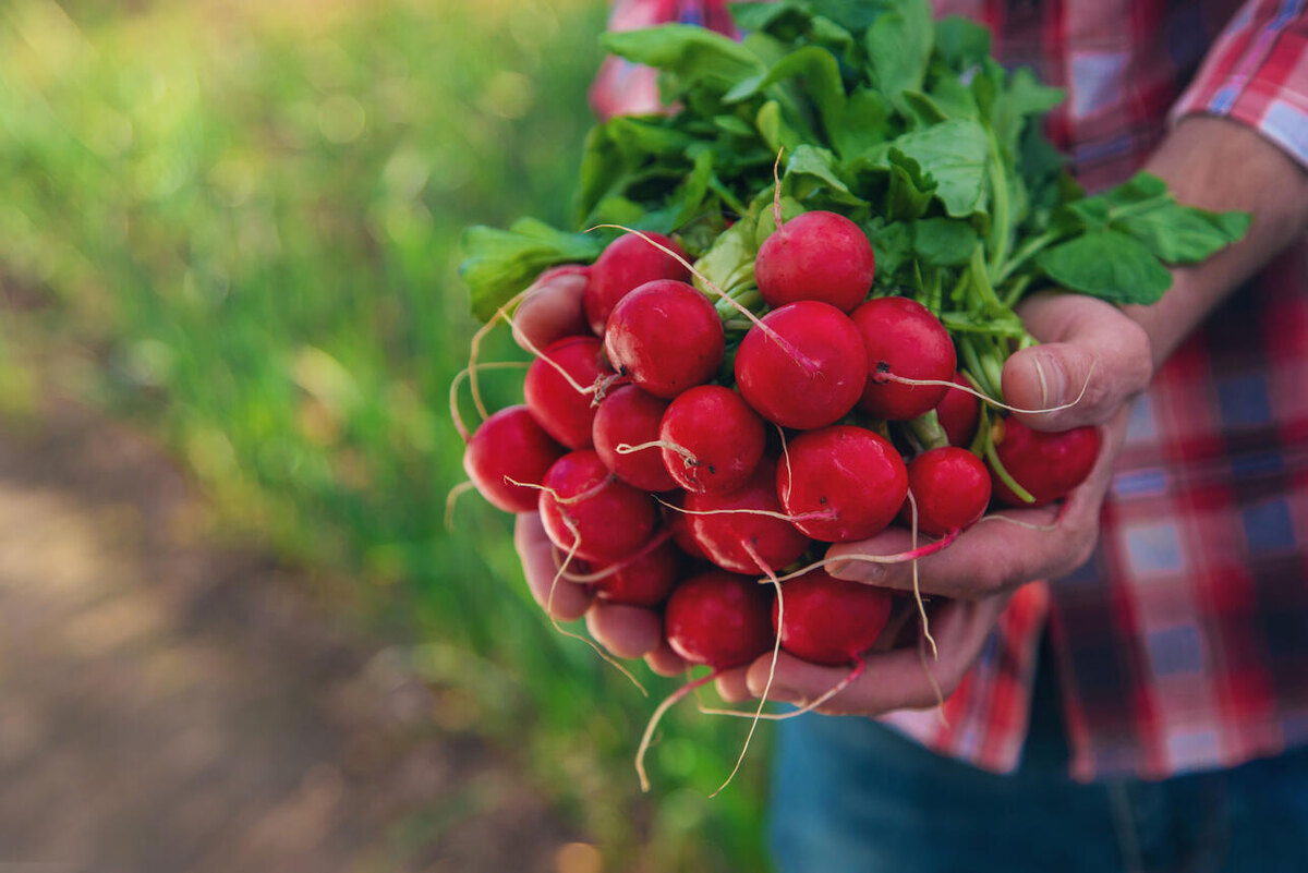    Редис 123RF/legion-media.ru