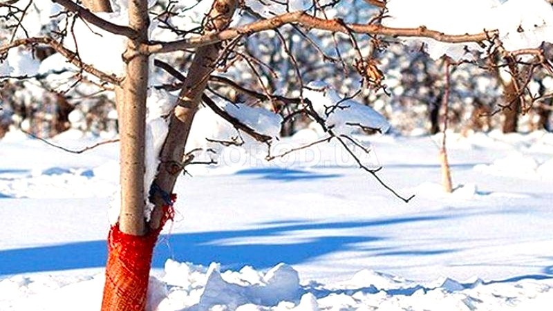 Если снег не сошел в марте: стратегии работы в саду в условиях затяжной зимы