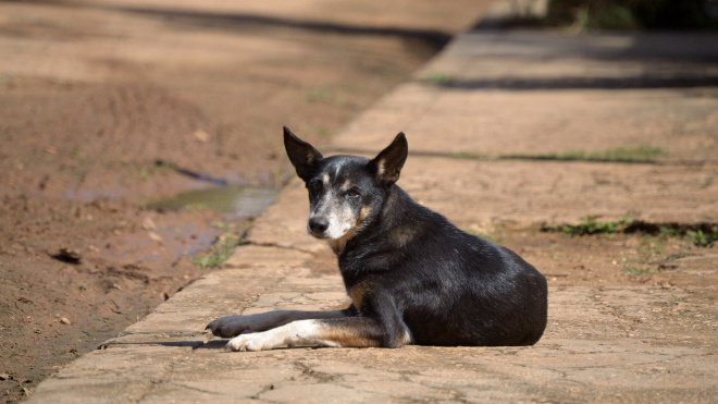 Фото: https://ru.freepik.com/free-photo/black-dog-lying-sunny-sidewalk-gazing-camera_18348609.htm#fromView=search&page=1&position=4&uuid=86c0c903-de7e-4ebc-9e79-5c62f234ab93&query=dog+street