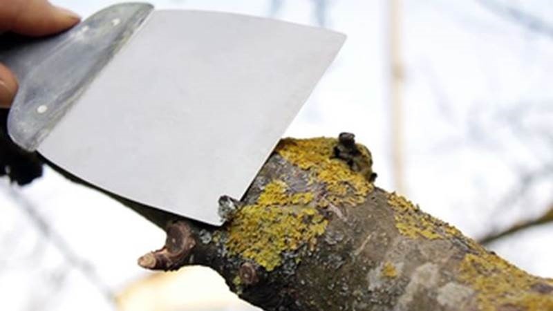 Борьба с мхом и лишайником на деревьях: очистка стволов и побелка в марте