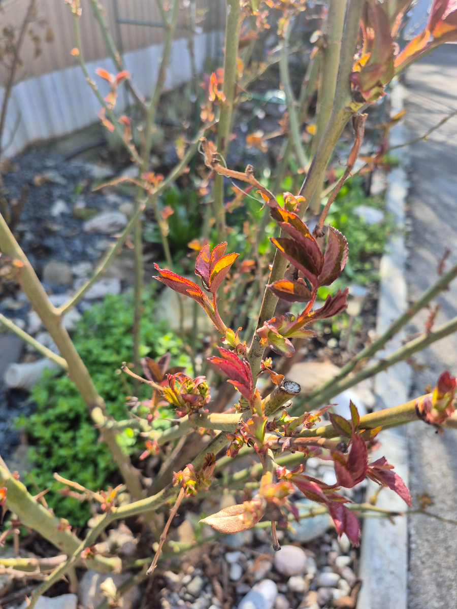 Пробуждение почек на розах 