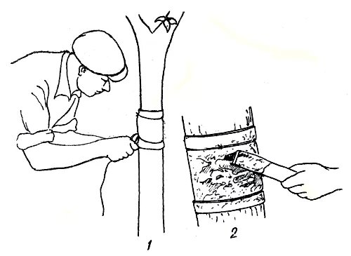 Ловчие пояса для сада: полное руководство по изготовлению и установке в марте