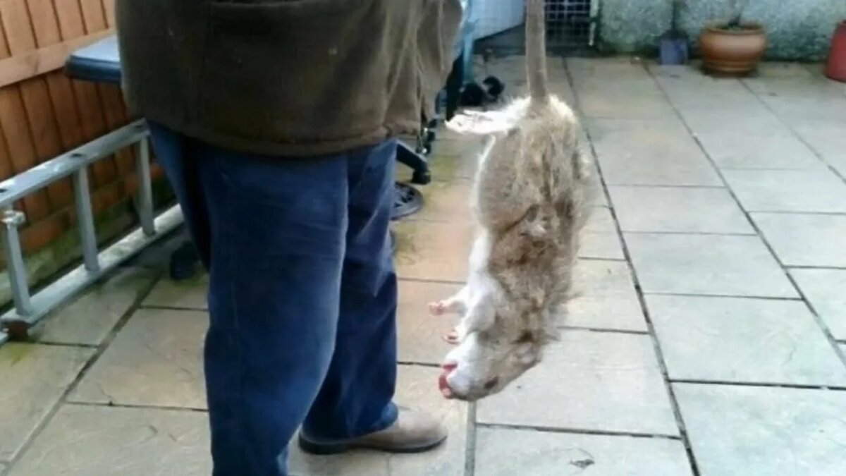 Вот такие тушки