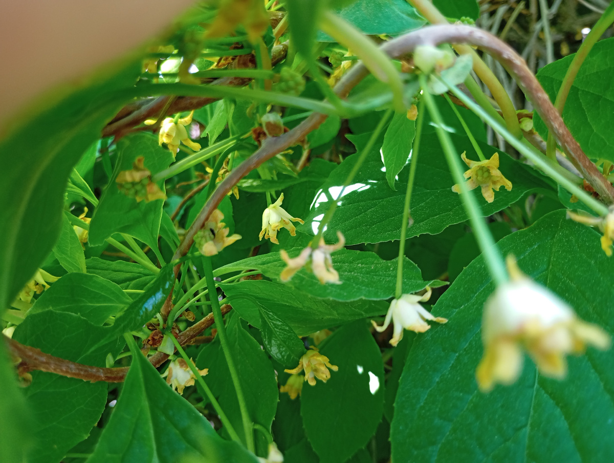 Лимонник фото автора.