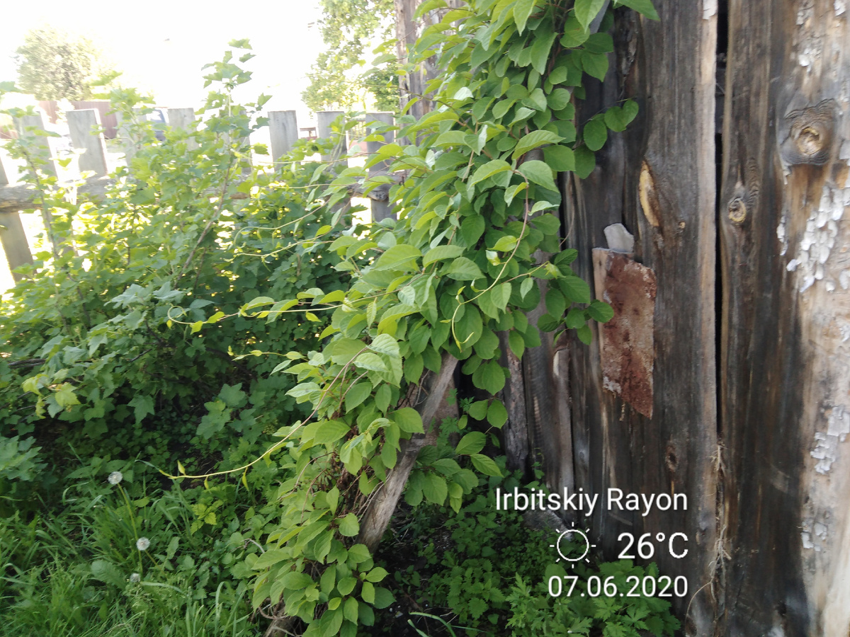 Лимонник китайский, фото автора.