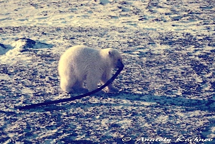 Шланг и его «хозяин». Иллюстрация к истории. Фото: Анатолий Кочнев. Источник: vk.com/park.beringia