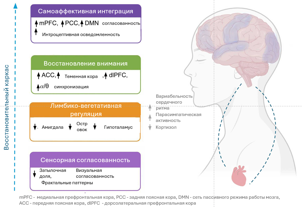 Нейробиологическое обоснование, почему природа нас восстанавливает. Пребывание на природе запускает многоуровневый восстановительный каскад, связывающий перцептивную, вегетативную, когнитивную и эмоциональную системы. Эта система состоит из четырех взаимосвязанных уровней: (1) сенсорная согласованность в затылочно-височной коре; (2) лимбико-вегетативная регуляция с пониженной активностью миндалевидного тела и островка (инсулы) и повышенным парасимпатическим тонусом; (3) восстановление внимания за счет синхронизации α–θ-ритмов и снижения нагрузки на префронтальную кору; (4) самоаффективная интеграция за счет усиления связи между медиальной и задней частями поясной извилины в рамках сети пассивного режима работы мозга