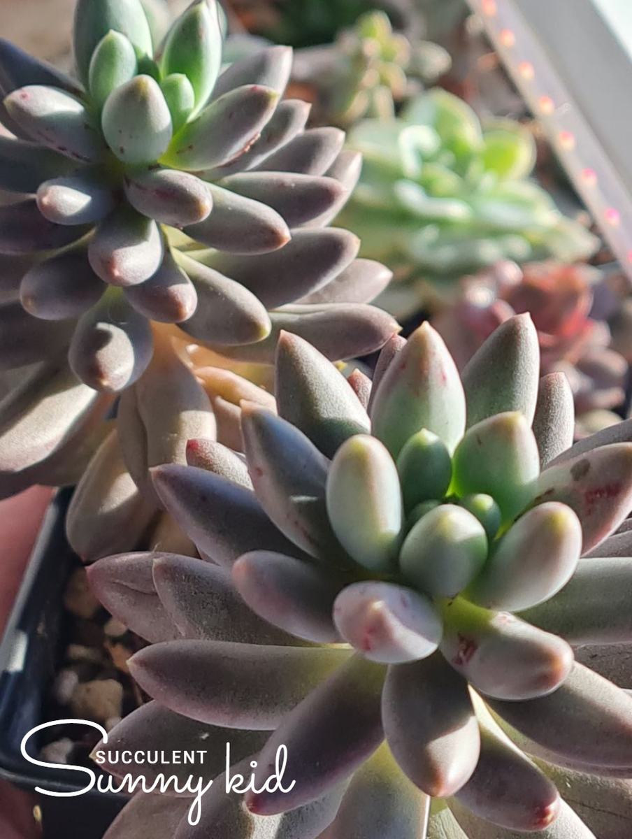 Тоже хорошенько напился, после зимы, был еще темнее. Pachyphytum Red Dragonfly. Sunny kid | Succulent