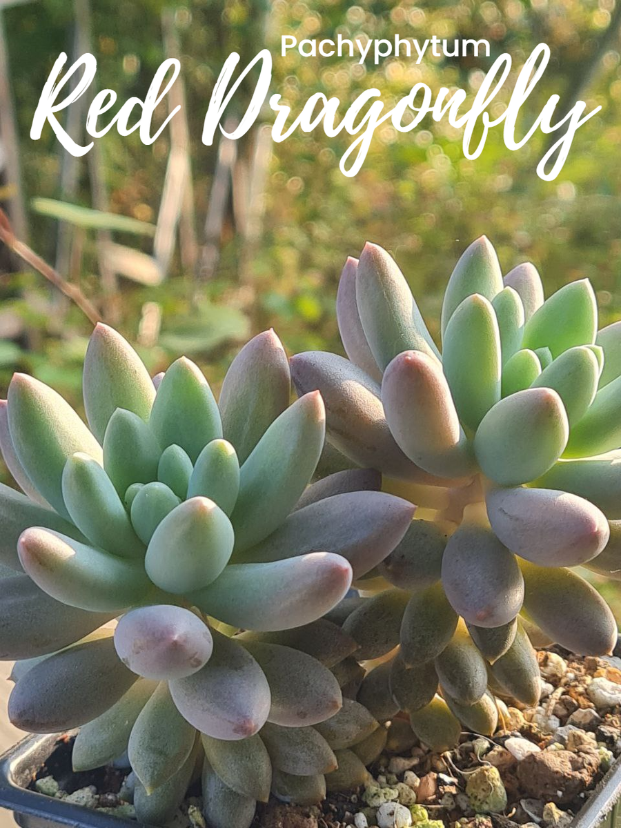 Очень напившиесе на летнем выгуле, немного не в цвете. Pachyphytum Red Dragonfly. Sunny kid | Succulent