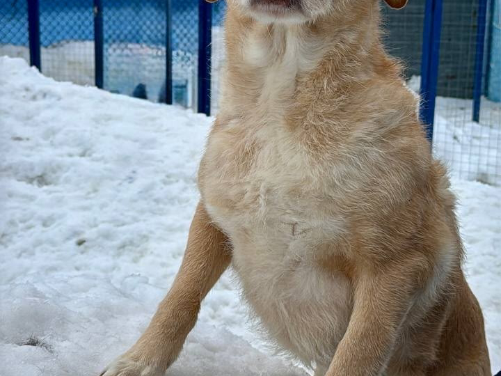 Как благодаря помощи меняются жизни животных?