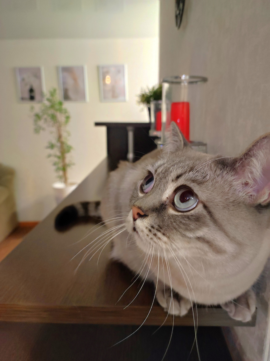 Всем привет от Сони 😻