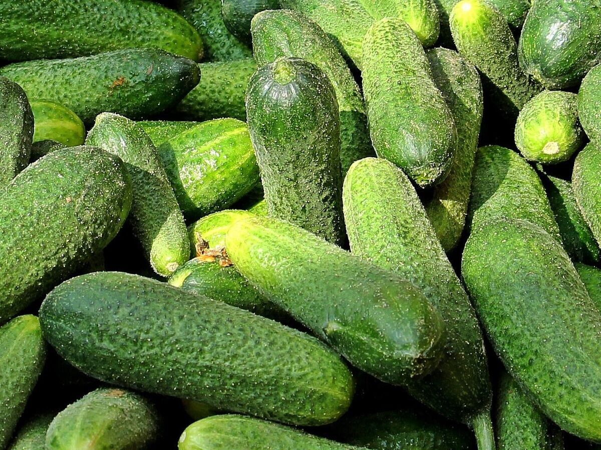    Сбор урожая огурцов | © Pixabay / pixel2013