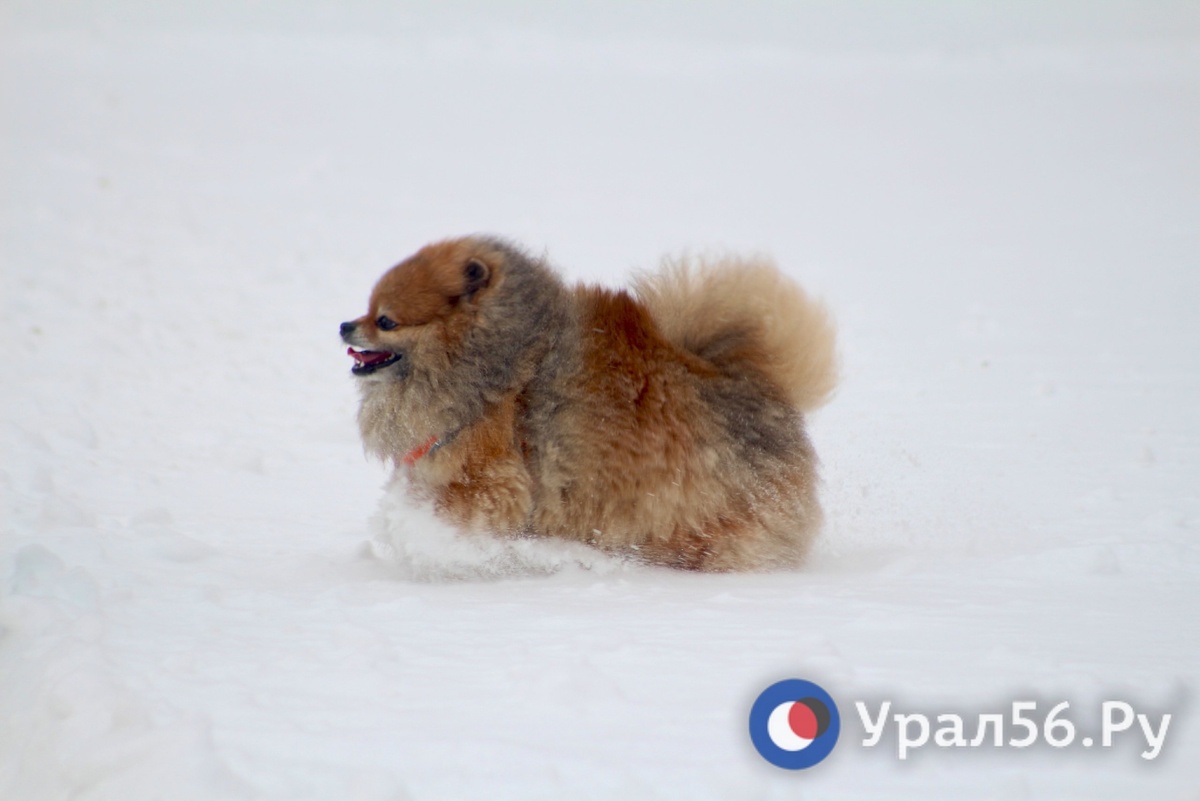    В Оренбурге мужчина и женщина подрались из-за собак