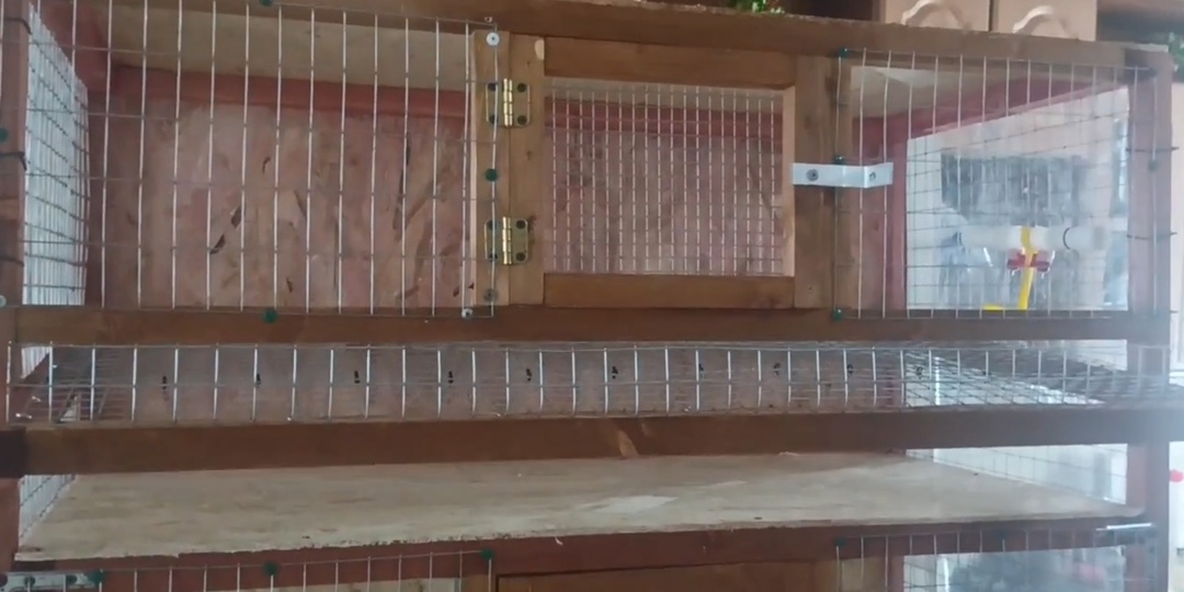 О том как построили клетку для перепелов своими руками