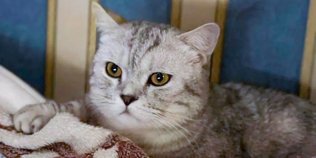 Более 35 тысяч собак и кошек из московских приютов нашли дом за 10 лет