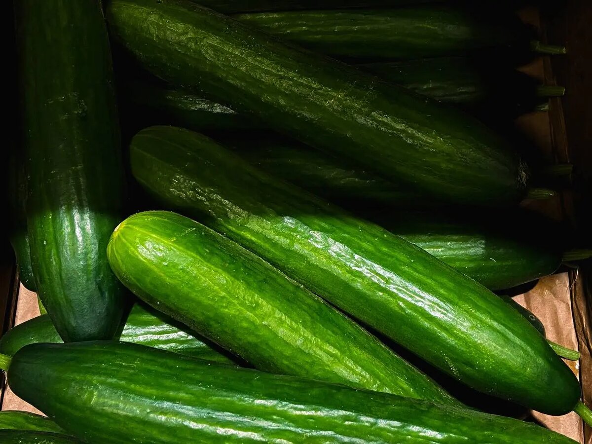    Огурцы. Фото: Мойка78