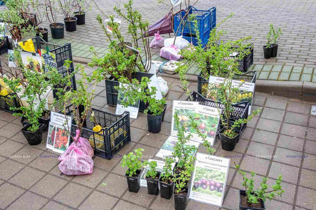 Гарантия на саженцы: на что обратить внимание при покупке 