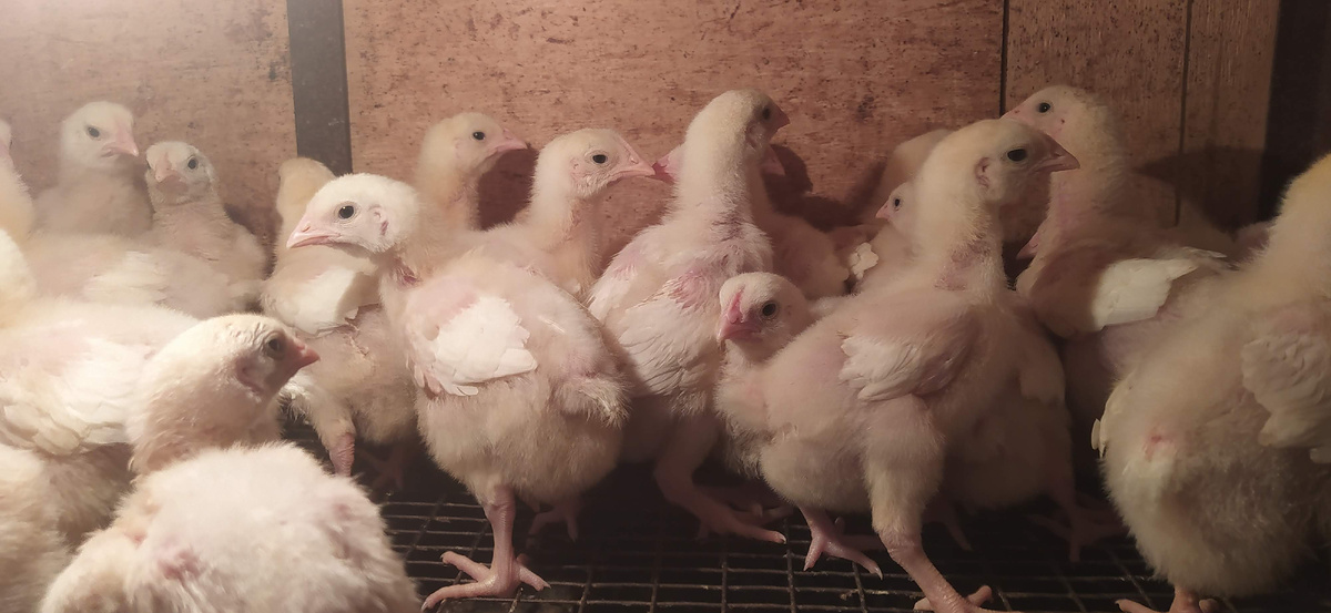 выращивание бройлеров