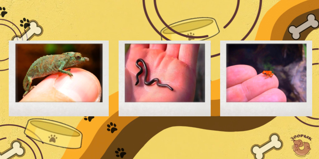 Жизнь на кончике ногтя! ТОП - 7 самых крошечных существ планеты, которые кажутся ошибкой матрицы